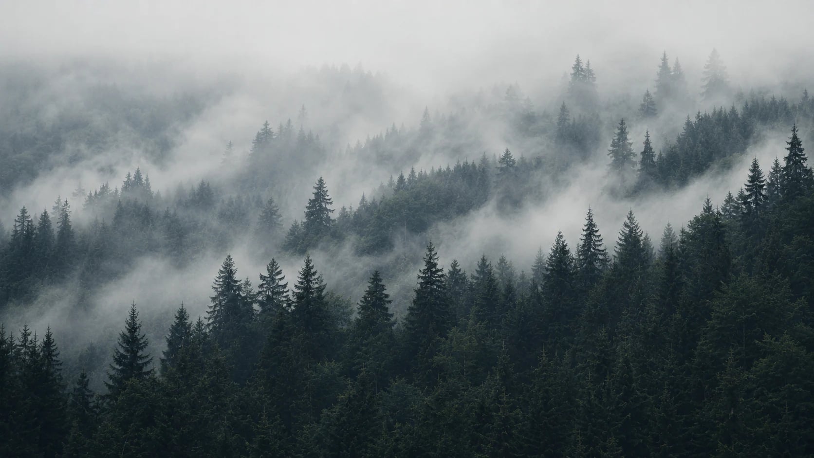 Pinos alpinos entre la niebla