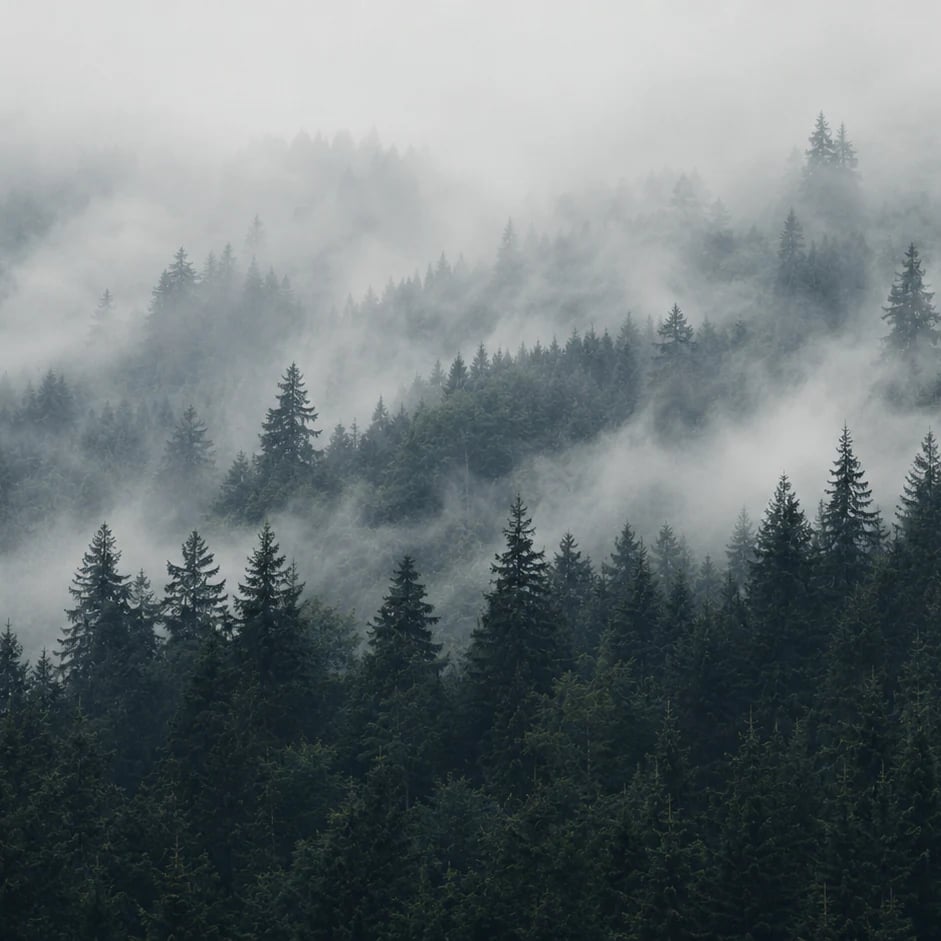 Close-up of the Foggy Alpine Pines artwork at printed scale