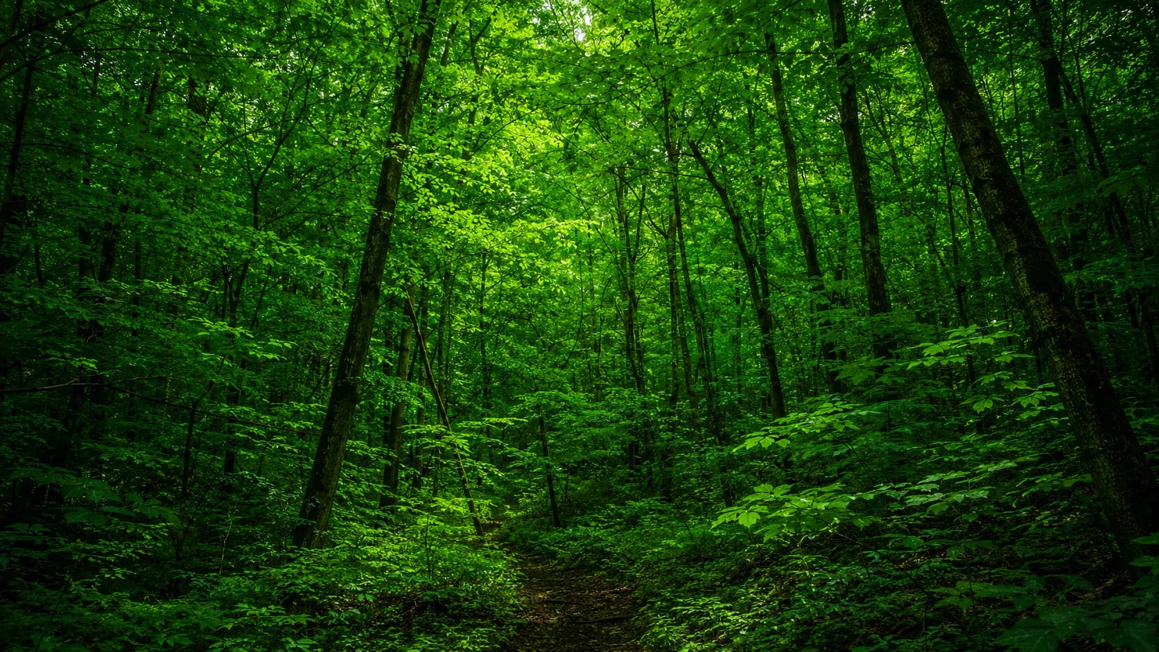 Sendero en bosque frondoso