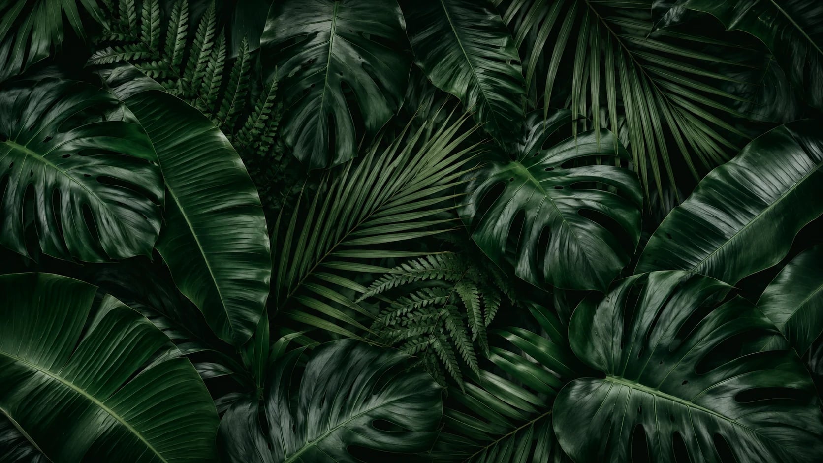 Follaje oscuro de monstera