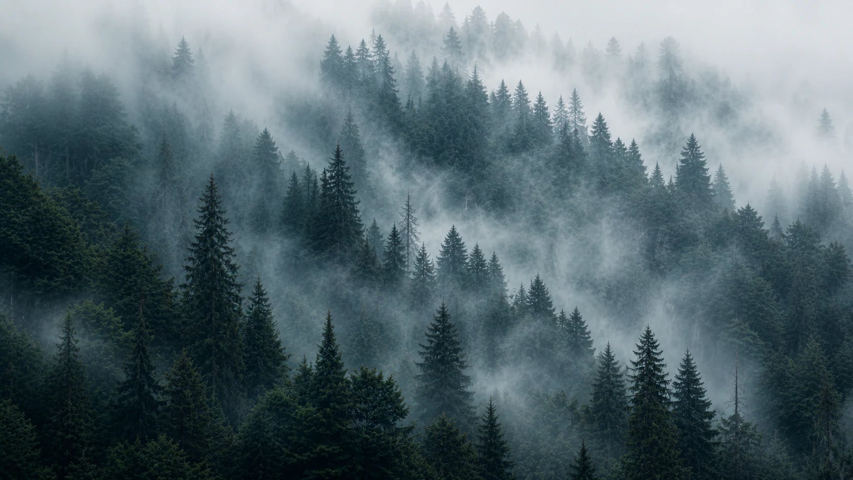 Bosque brumoso de abetos