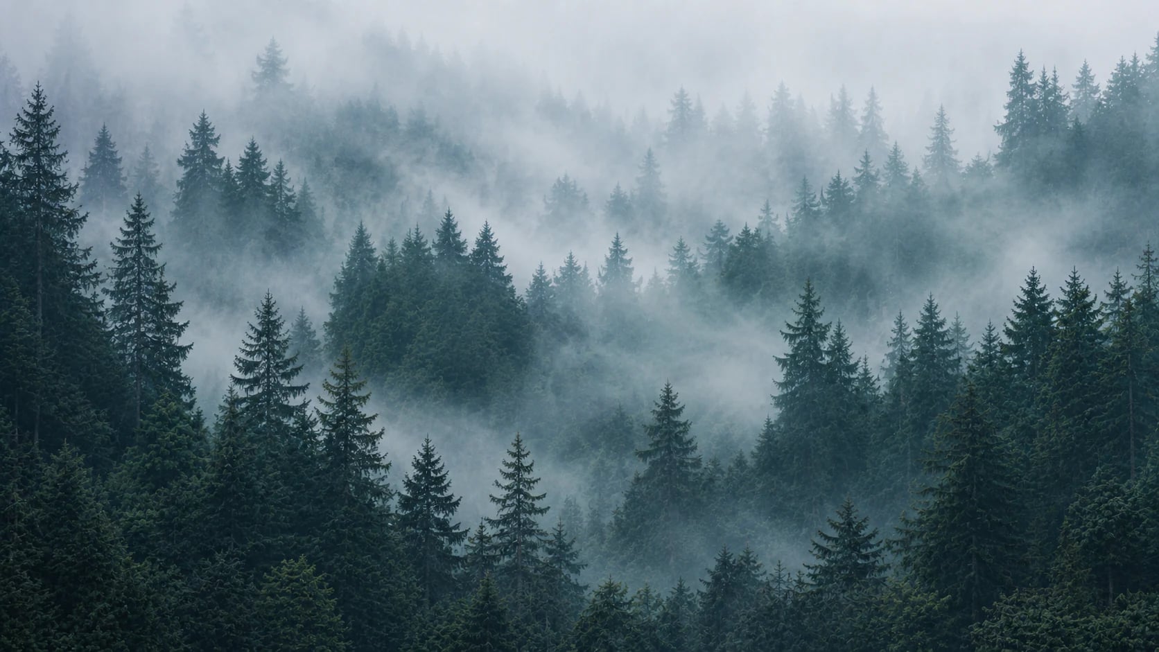 Canopée de sapins dans la brume