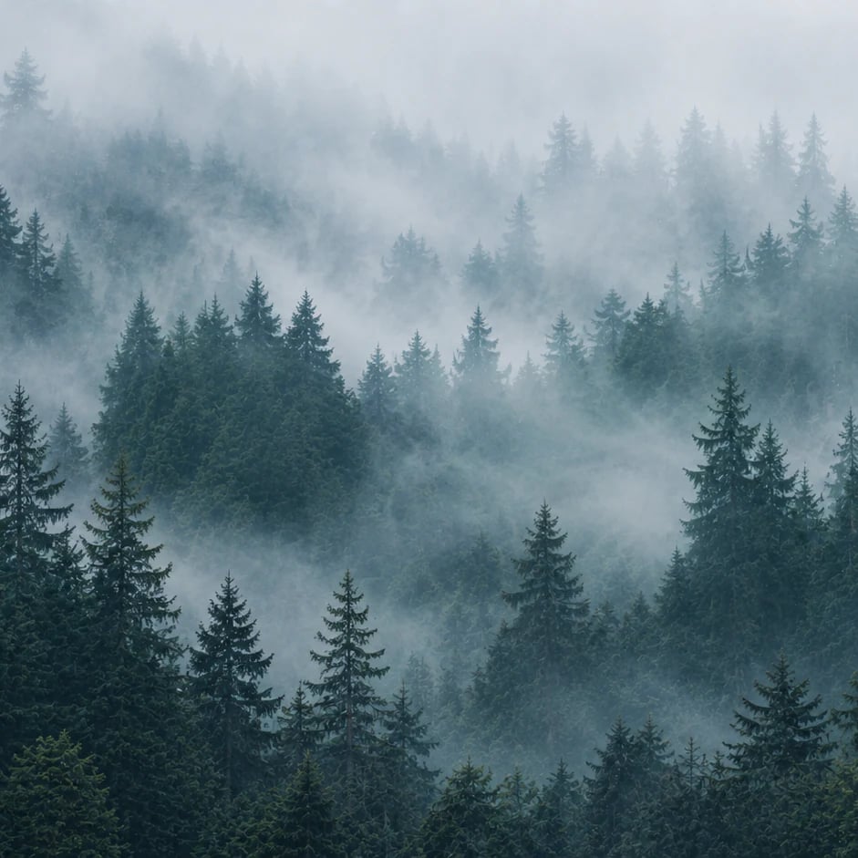 Close-up of the Misty Fir Canopy artwork at printed scale