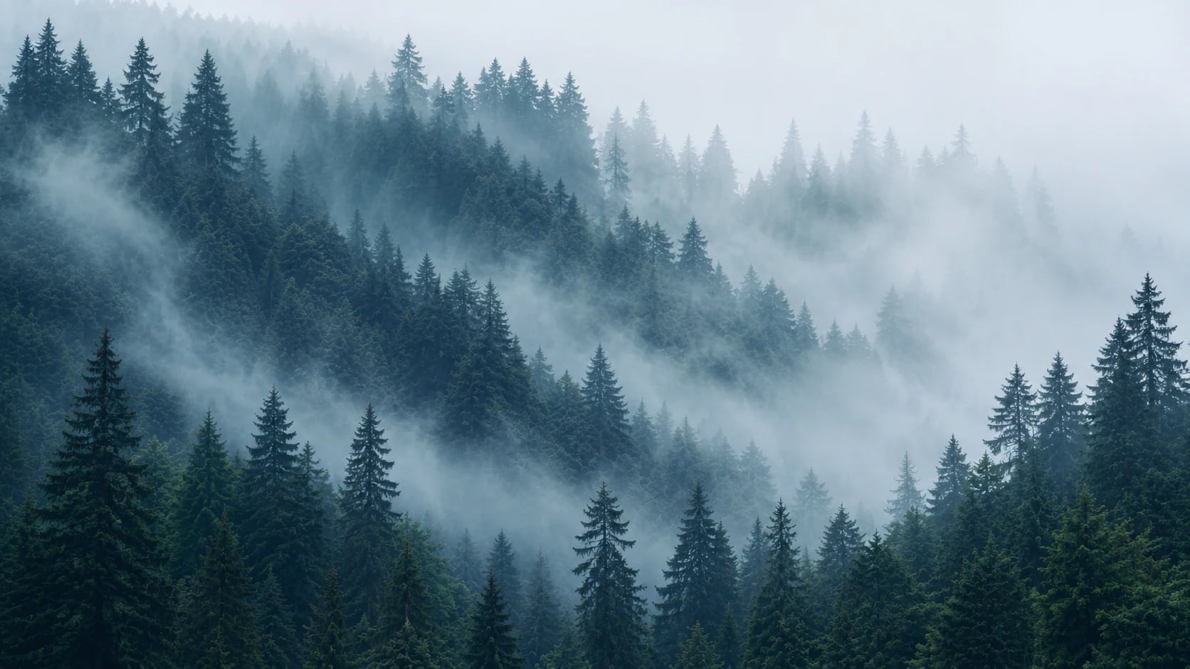 Pinos alpinos brumosos